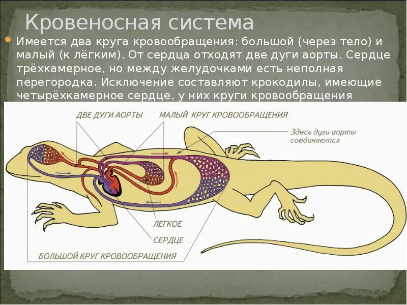 У млекопитающих левая дуга аорты отходит