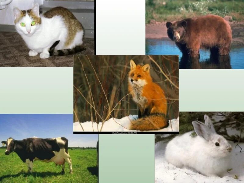 Животные окружающий мир 3 класс видеоурок. Животные 2 класс. Разнообразные животные 2 класс. Звери бывают. Различные животные окружающий мир.