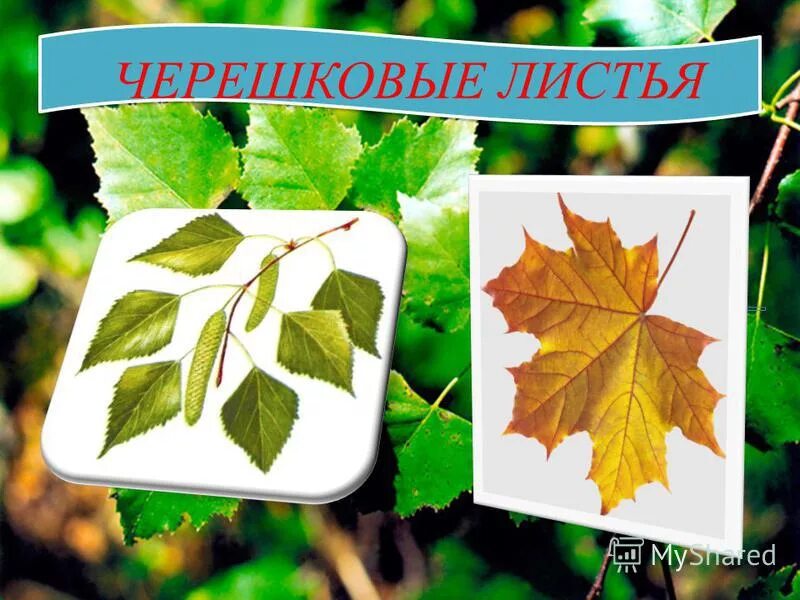 черешковый лист фото. черешковые и сидячие листья. черешковые и не черешковые листья. листья сидящего растения. черешковые листья.
