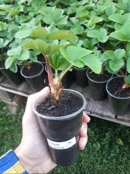 Дачник купил а саженцев клубники. Саженцы клубники в стаканчиках. саженцы земляники в закрытой корневой системе. клубника с закрытой корневой системой. челночный дачник рассада клубники.