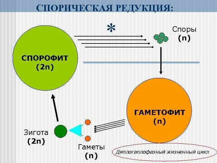 Организм со спорической редукцией