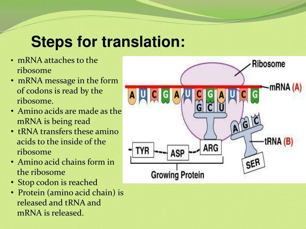 DNA translation. Stages of translation. Translation MRNA. Translation Protein. Dna перевод