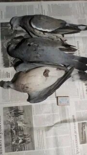 Дикий голубь ворковал на вершине высокой сосны