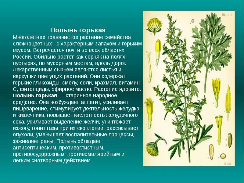 Травянистое растение используется в народной. Полынь горькая лекарственное растение. стебель полыни горькой. полынь горькая сорные растения. лекарственные травы луганщины.