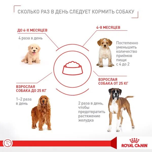 Можно ли кормить собаку раз в день. Таблица кормления щенка немецкой 3 месяца. Нормы кормления собак немецкой овчарки сухим кормом. Рацион кормления для щенков немецкой овчарки в 2 месяца. Норма кормления щенка немецкой овчарки 2 месяца.