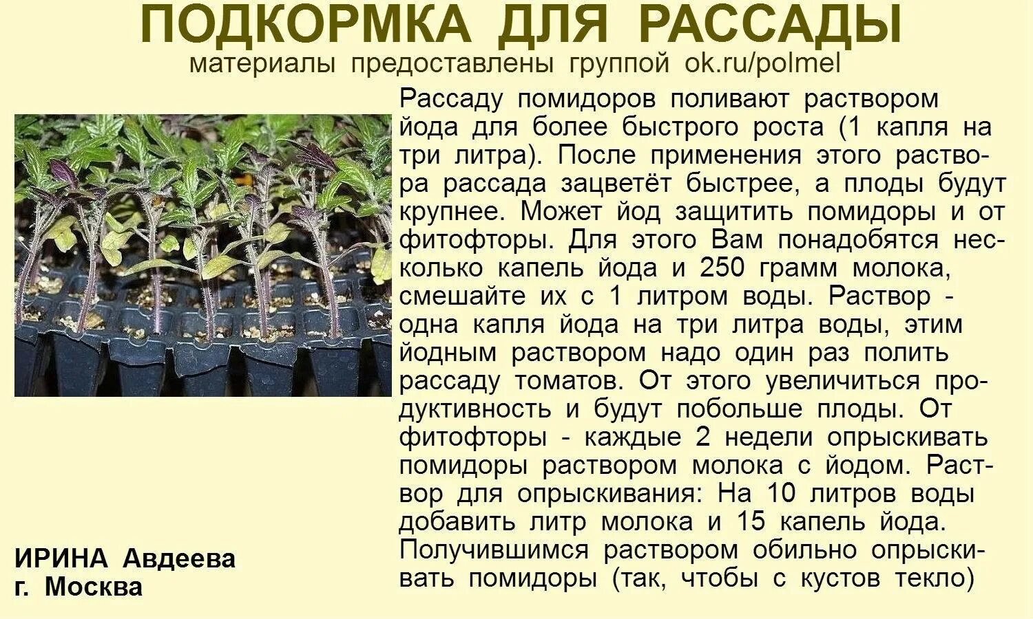 Подкармливание рассады томатов йодом. Подкормка рассады помидор йодом. Рассада томатов подкормка йодом. Полив рассады томатов йодом. В какое время суток лучше опрыскивать