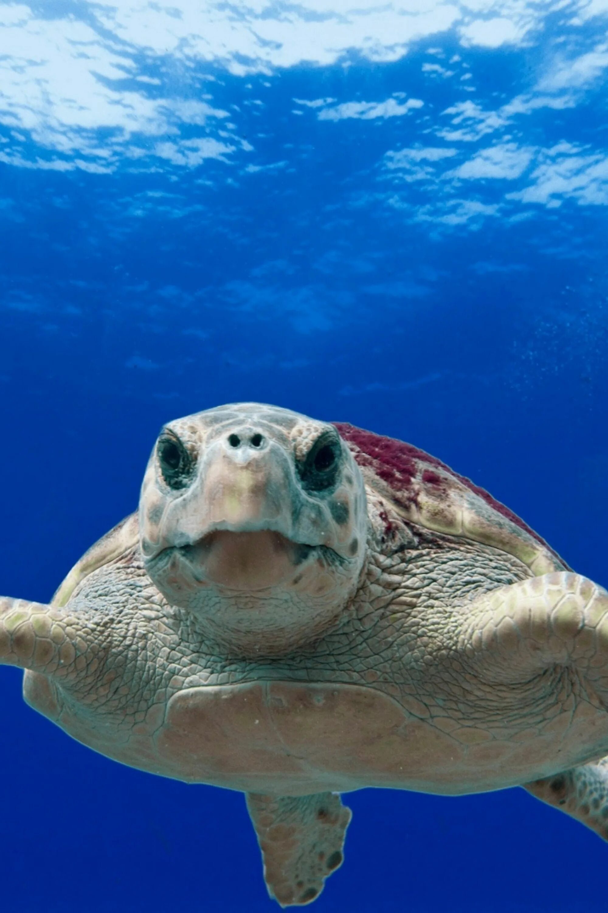 Turtle fill