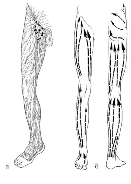 Лимфодренажный массаж конечности. Лимфодренажный массаж нижних конечностей схема. Лимфоузлы нижних конечностей схема. Лимфодренажный массаж ног схема. Массажные линии на ногах.