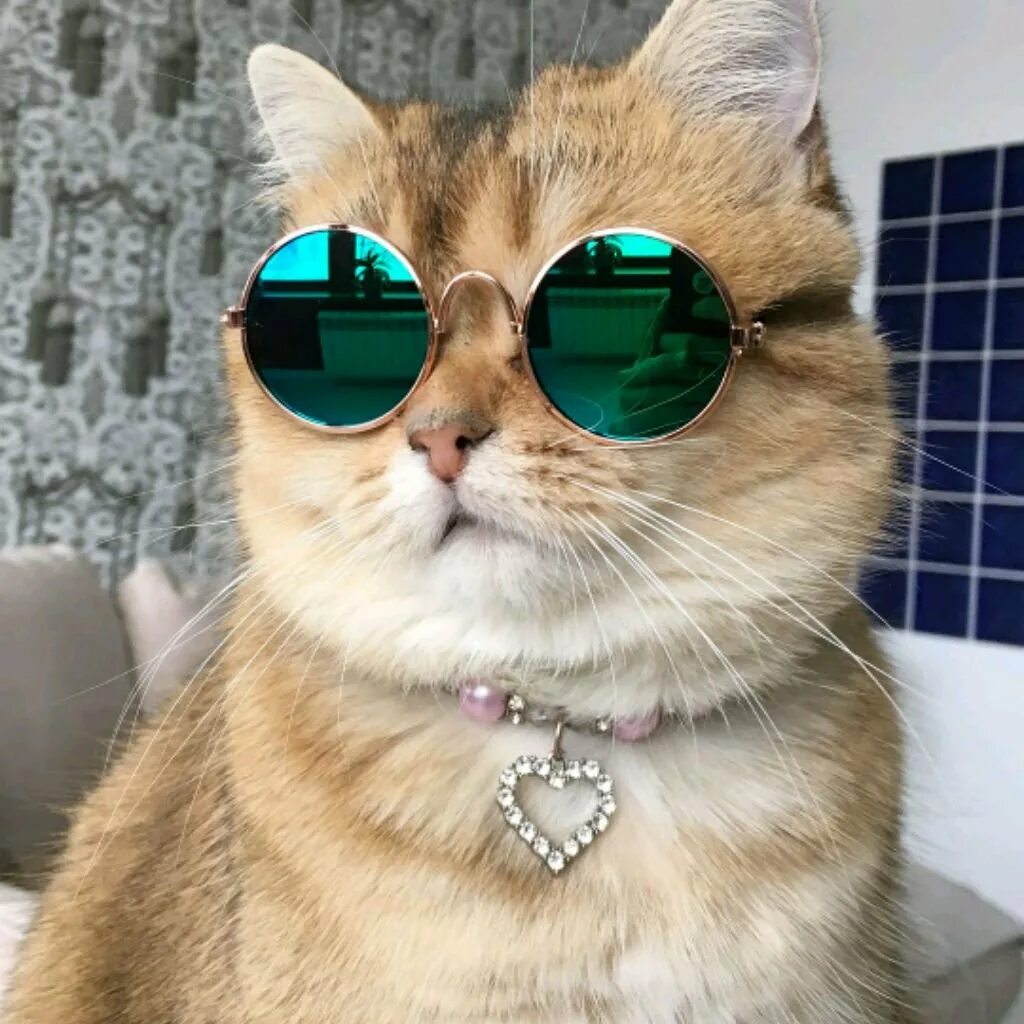 Крутой кот. Кот в очках. Крутой кот в очках. В очках. Авы кис