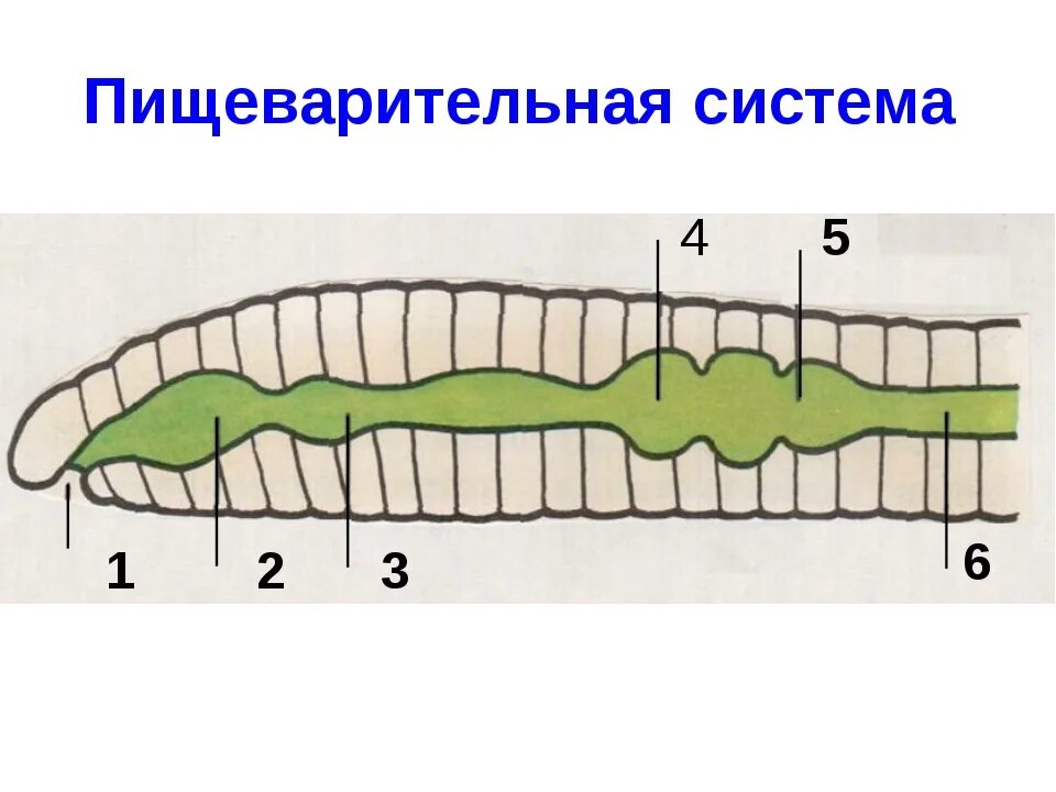 Строение пищеварительной системы кольчатых червей. Пищеварительная система кольчатых червей 7 класс. Кольчатые черви пищеварительная сист. Пищеварительная система дождевого червя.