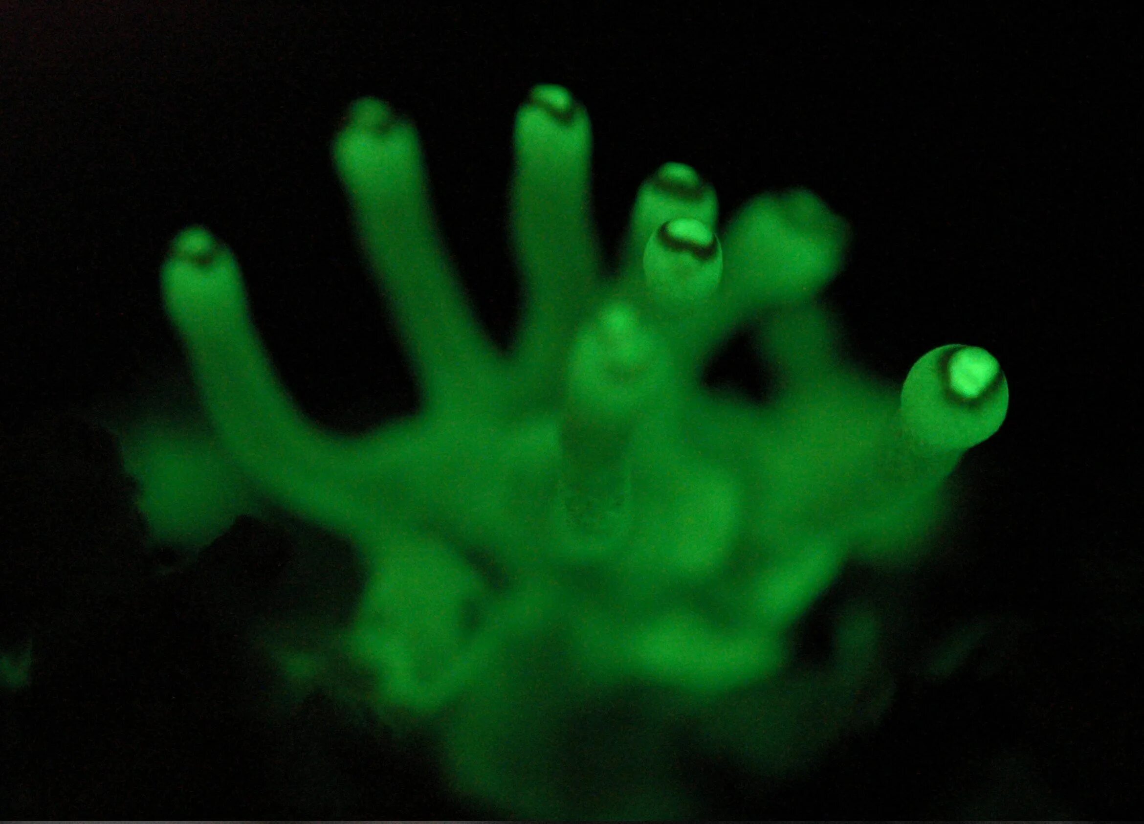 Под зеленым светом 25. Люминесцентные грибы. Грибы светящиеся в темноте. Светящиеся гнилушки. Фосфоресцирующие грибы.