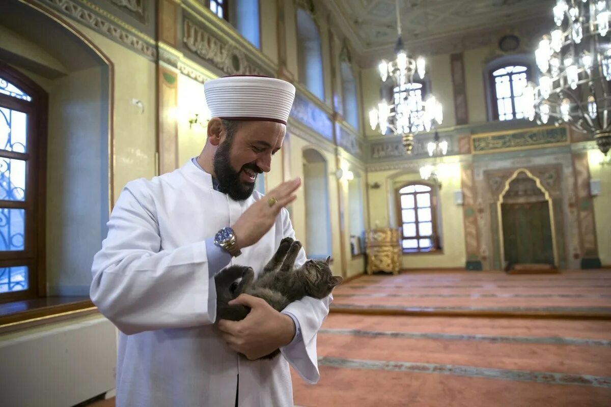 Мусульманский кот. Кошка пророка Мухаммеда Муизза. Имам мечети Истамбул. Имам и Хафиз. Имам мечети пророка Мухаммада.