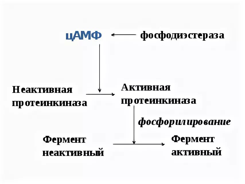 Фосфодиэстеразы 5 го типа. Фосфодиэстераза 4 функции. цамф-фосфодиэстеразы. ингибиторы фосфодиэстеразы схема. фосфодиэстераза биохимия.