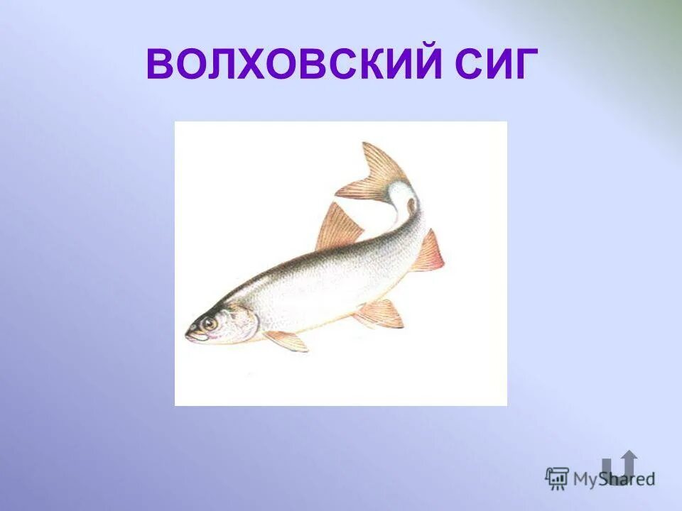 сиг валек рыба. сиг описание. волховский сиг. озерный сиг. волховский сиг в ладожском озере.