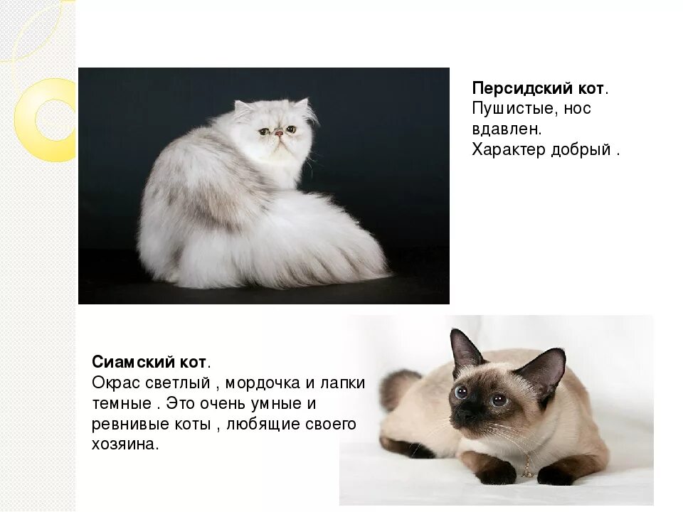 Как 3 кошку зовут
