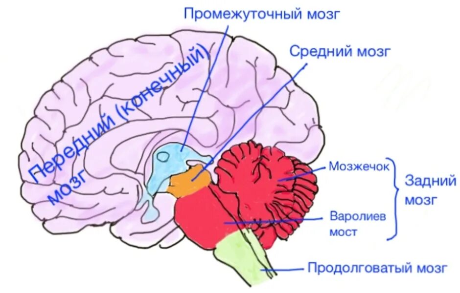 Отделы головного мозга варолиев мост. Строение мозга варолиев мост. Отделы головного мозга варолиев мозг. Задний мозг продолговатый мост мозжечок.