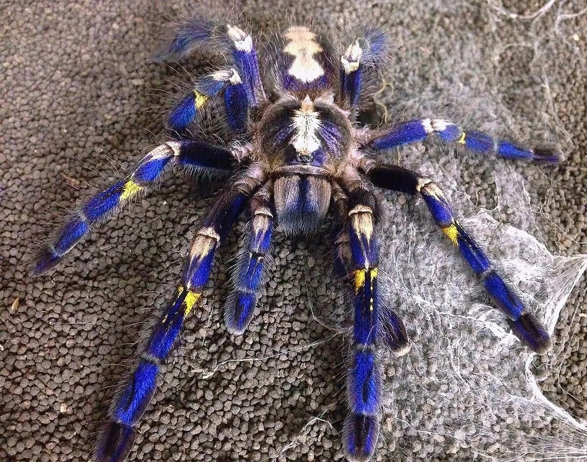 Паук птицеед Poecilotheria Metallica. Poecilotheria Metallica паук. Металлический древесный птицеед Poecilotheria Metallica. Пецилотерия металлика. Тарантул цена