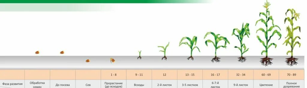 Через сколько всходит кукуруза