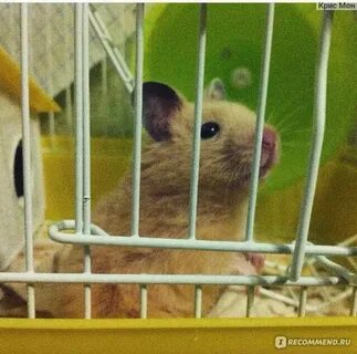Секретный код хомяк 7