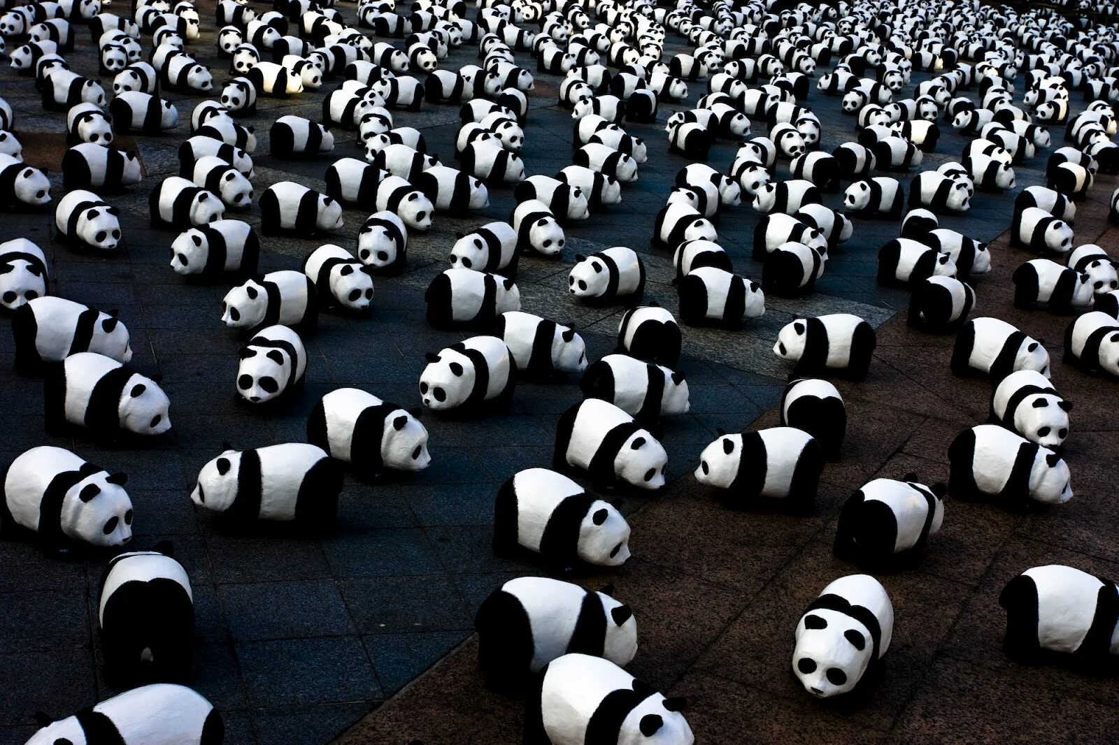 Панда собирает в круг. Куча панд. Много много панд. Много маленьких панд. Много пандочек.