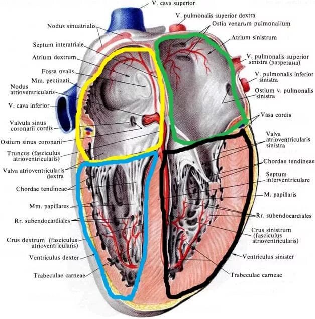 Cordis латынь. Сердце анатомия латынь. Сердце анатомия на латинском. Правый желудочек сердца анатомия.