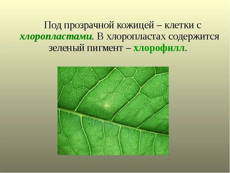 В зеленых растениях содержатся. Хлоропласты содержат хлорофилл. В зеленых растениях содержатся. Хлорофилл в клетках растения. Витамин в1.