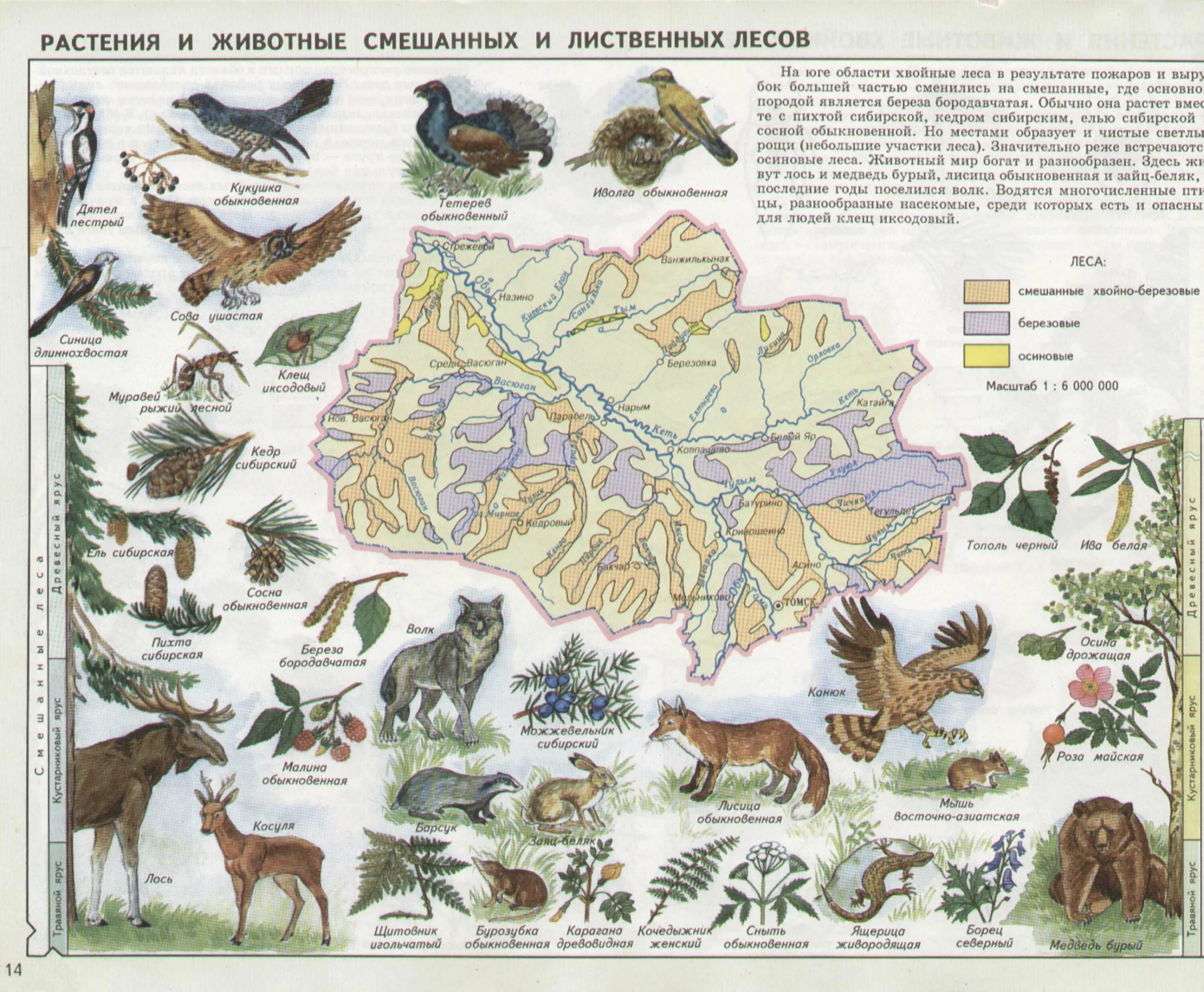 Какие животные обитают в новосибирске. Животный мир Новосибирской области карта. Карта растительности Томской области. Карта растительности (атлас Забайкалья, 1967). Карта схема Тюменской области животный и растительный мир.