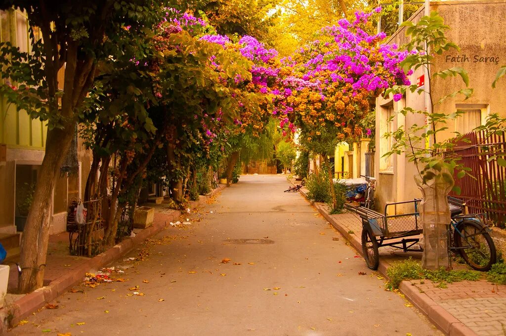 Фатих улицы. Flowers on the Streets. Flowers on the Streets in tuvakk. Photography beautiful Flowers Street photos New York.