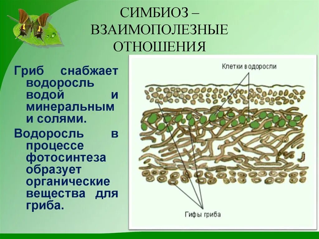 Схемов симбиоз 8. Лишайник это симбиоз. Питание лишайников. Взаимополезные отношения примеры. Симбиоз между грибами и водорослями.