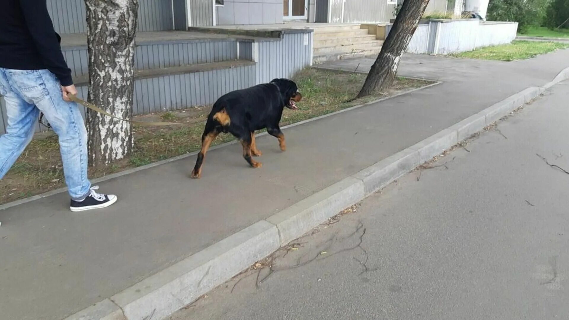 Гулять с собакой. Бульвар собака. Человек выгуливает собаку. Собака гуляет без хозяина