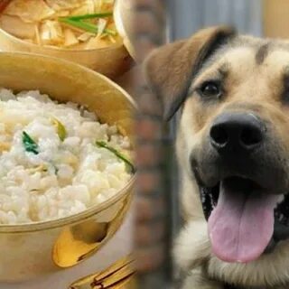 Какую кашу можно варить щенкам
