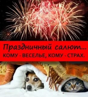 Собака боится фейерверков