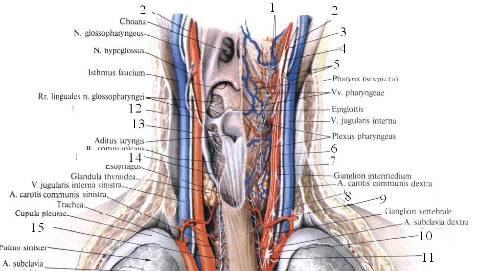 Spatium retropharyngeum. Глотка анатомия синтопия. Кровоснабжение и иннервация глотки. Кровоснабжение глотки строение.