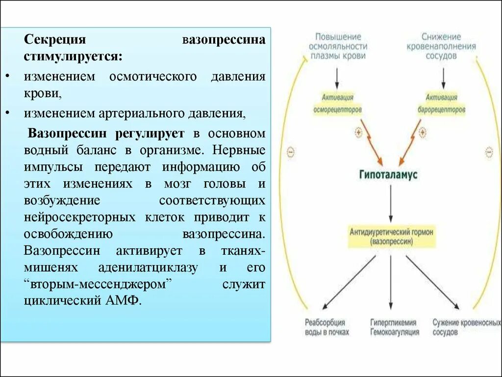 Антидиуретический гормон АДГ синтезируется в. Механизм активации вазопрессина. Механизм секреции гормона вазопрессина. Антидиуретический гормон вазопрессин.