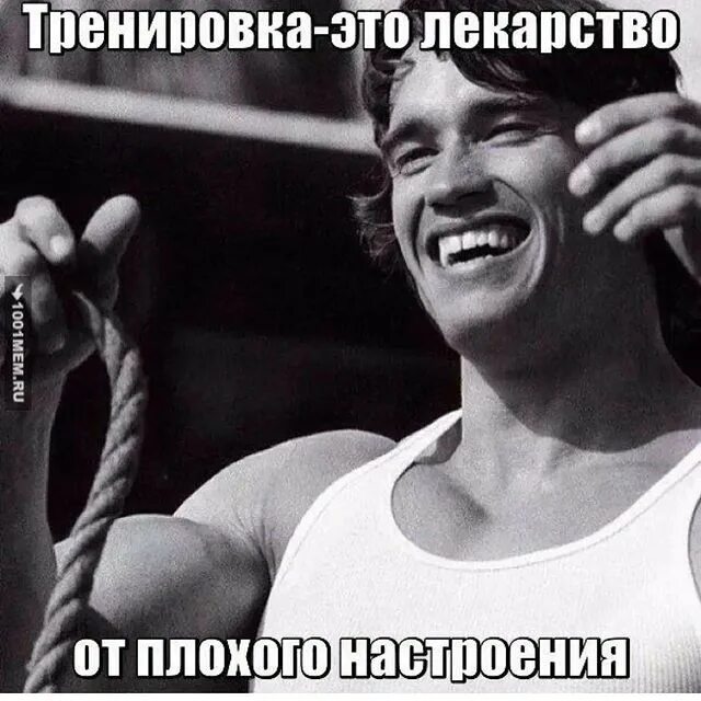 Лев после тренировки. Отличной тренировки. хорошей тренировки. отличной тренировки прикольные. вперед на тренировку.