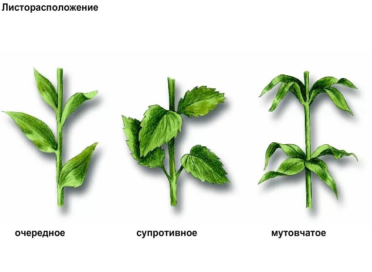 Листорасположение осины. Очередное и супротивное листорасположение. Типы листорасположения листьев. Типы листьев черешковые. Листорасположение листьев очередное супротивное мутовчатое.