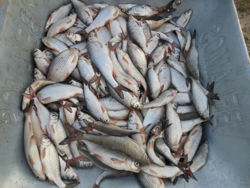 харабали астраханская область погода 3 дня