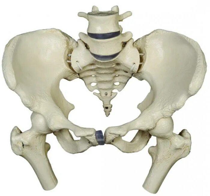 Костный таз анатомия. Скелет человека малый таз анатомия. Малый таз кости скелет. Анатомия костей таза.