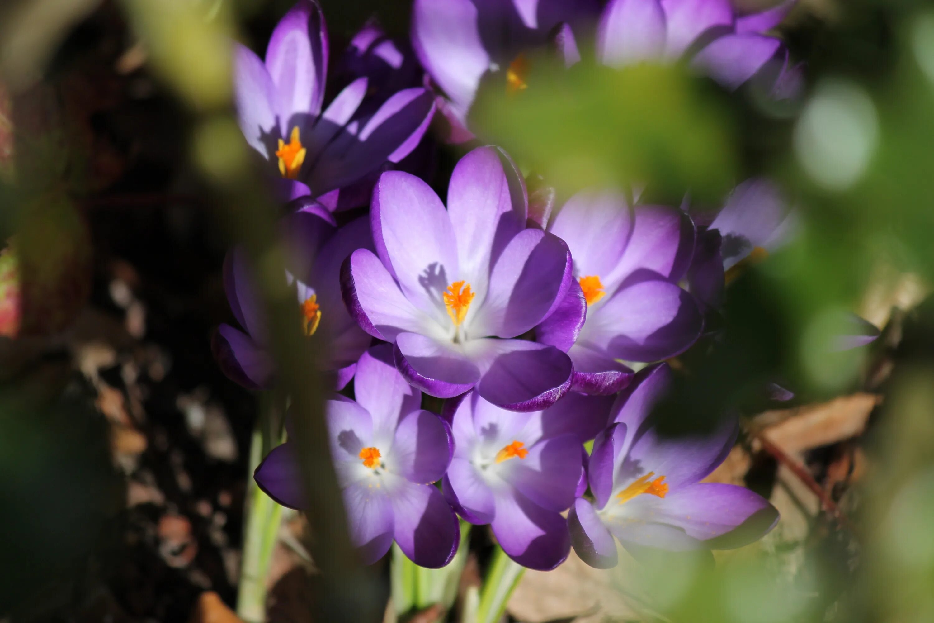 Цветы цветущие ранней весной фото. Крокус перпл. Крокус Уайтвелл Пурпл. Крокус фиолетовый ранний. Пурпурный Крокус.