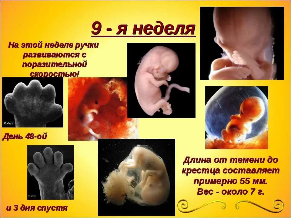 1 эмбриональная неделя. Развитие эмбриона по неделям. Развитие эмбриона потнеделям. Формирование ребенка по неделям в утробе. Развитие зародыша в неделях.