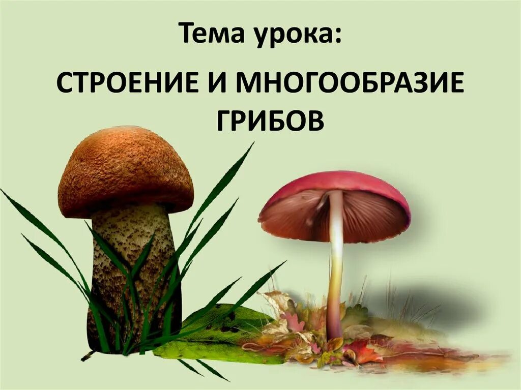 Многообразие и значение грибов 5 класс презентация. Грибы презентация. Разнообразие грибов. Строение и разнообразие грибов. Строение и многообразие грибов.