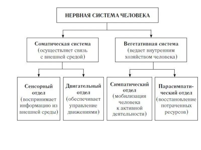 Какие функции выполняют отделы нервной системы. Автономный вегетативный отдел нервной системы схема. функциональные отделы нервной системы. функции нервной системы схема. соматическая нервная система человека схема.