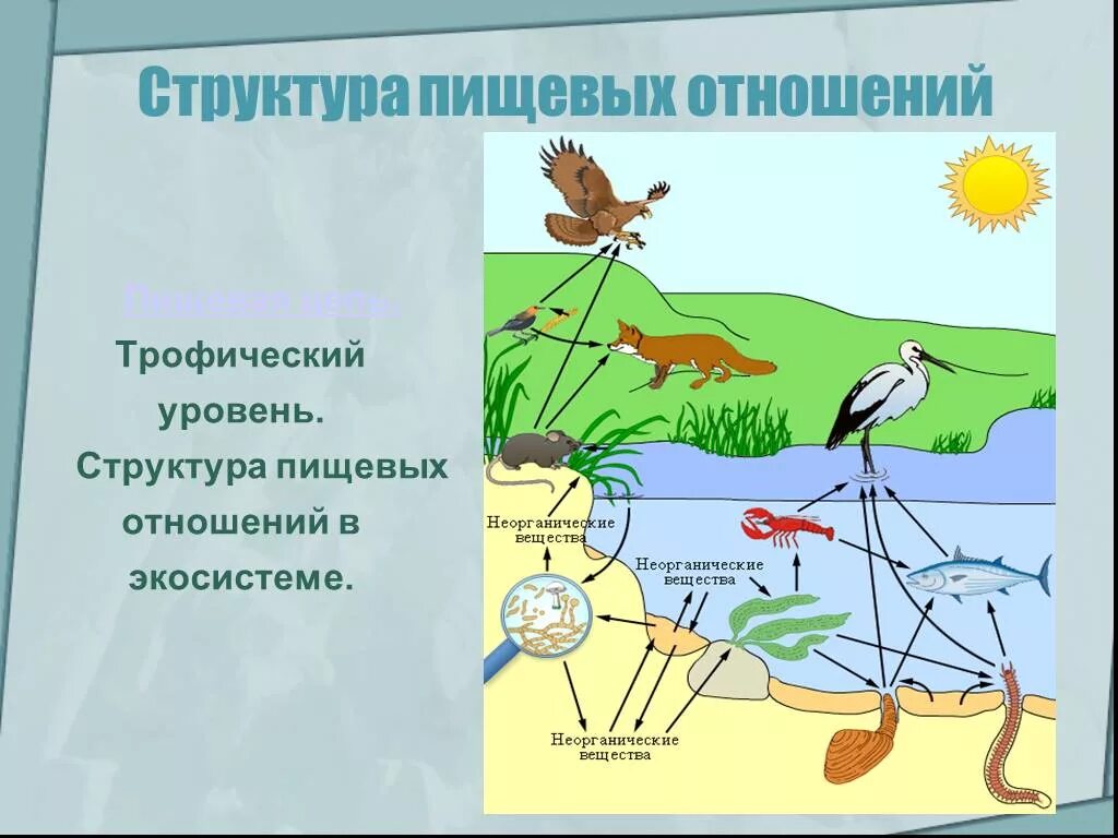 Трофическая структура водоема