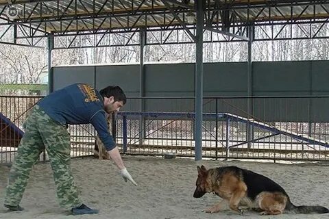 Кинологи обучающие собак