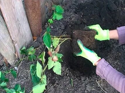 Как сохранить малину до посадки