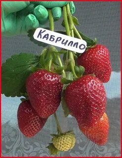 Клубника кабрило описание и отзывы