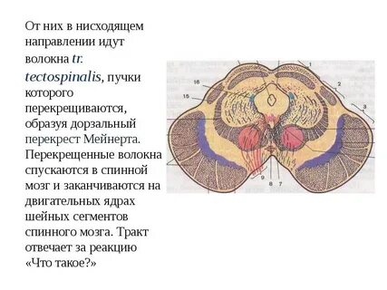 Спинной мозг мозжечок