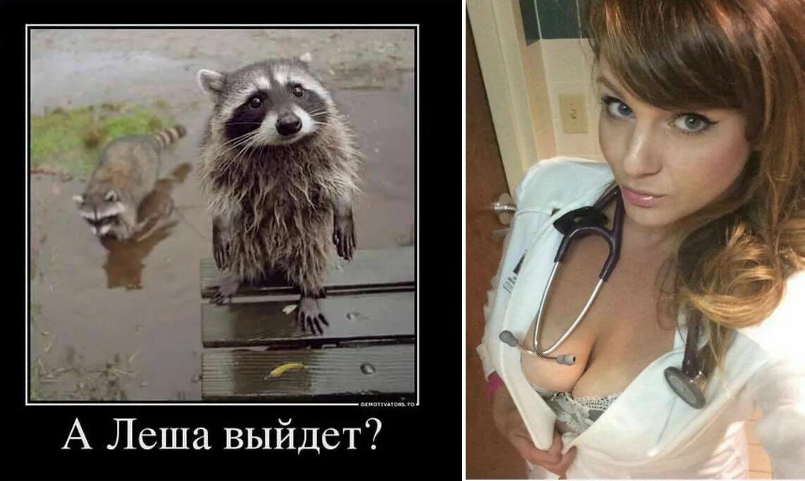 Прикольные еноты. Енот картинки прикольные. Шутки про енота. Демотиваторы про енотов