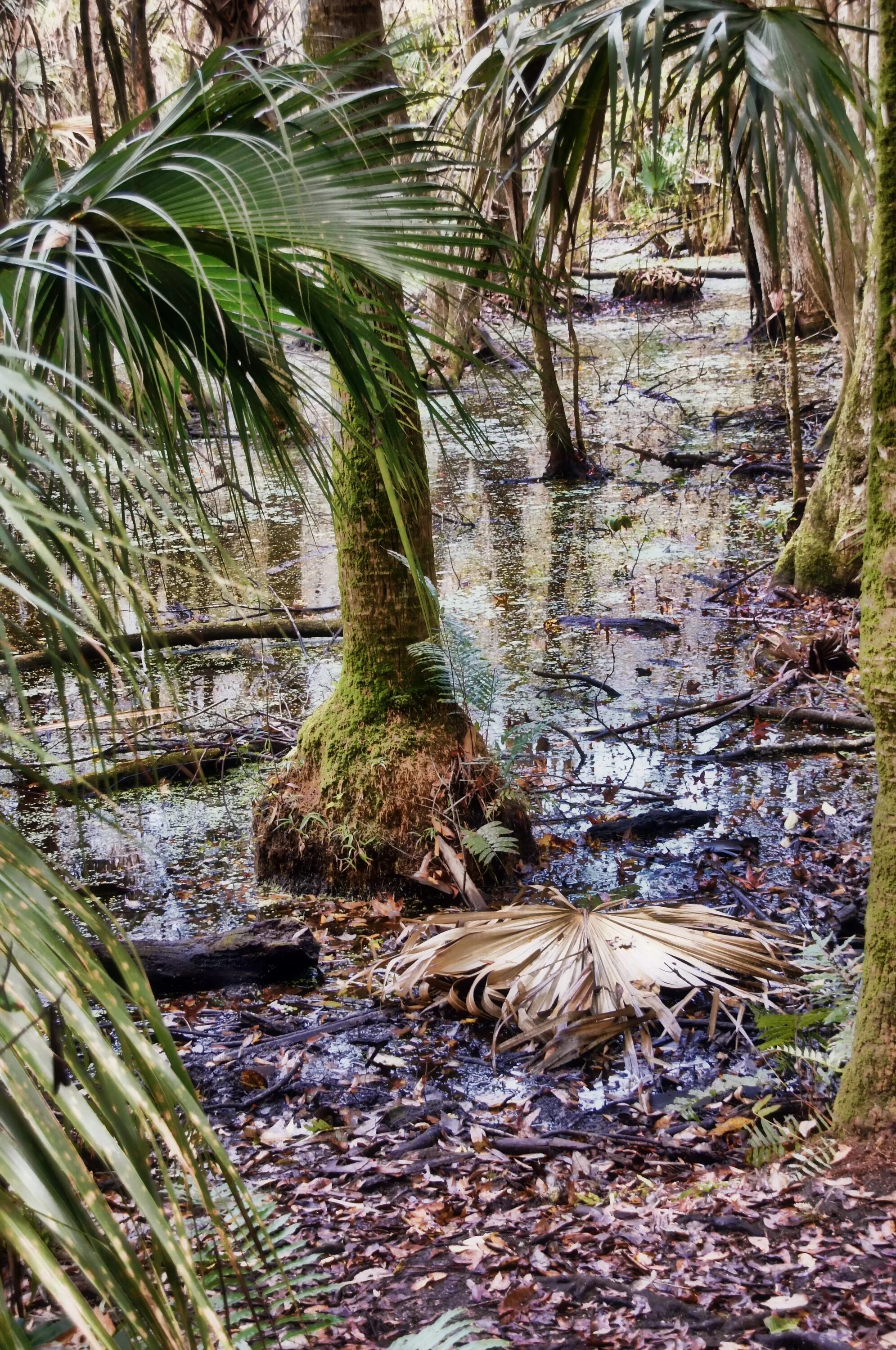 Тропическое болото. Болотистые местности Флориды парк. Болотистые низины Флориды джунгли. Тропические болота. Тропический лес.