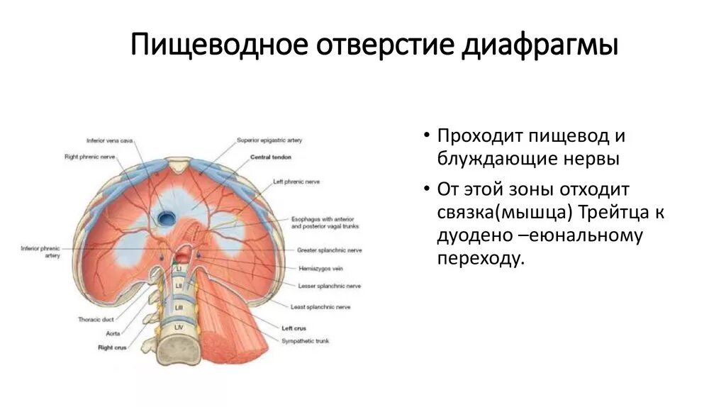 Пищеводное отверстие диафрагмы. Пищеводное отверстие диафрагмы анатомия. Диафрагма таблица анатомия. Пишиводный отверстие диафграмы. Пищеводное отверстие диафрагмы латынь.